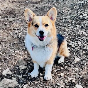 Meet your Posher, Harper